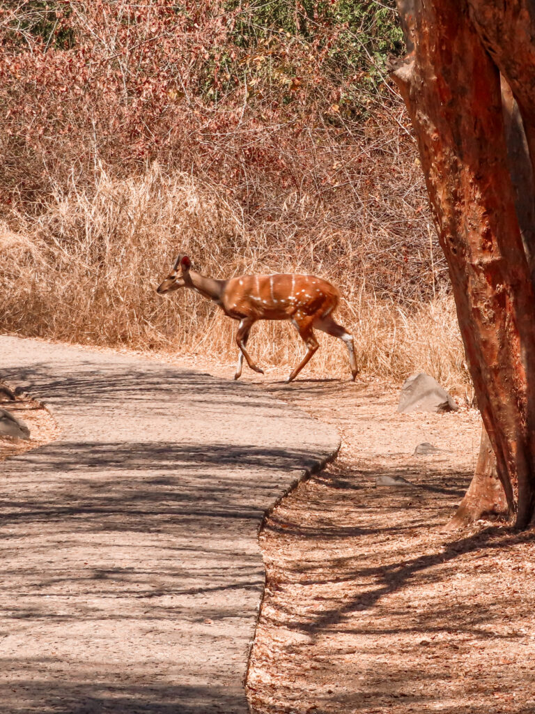 A rare sitatunga sighting in Zimbabwe