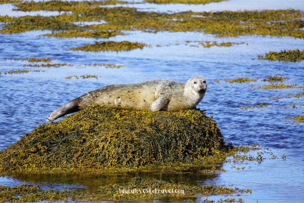 Zeehond op een rots in de zon in IJsland