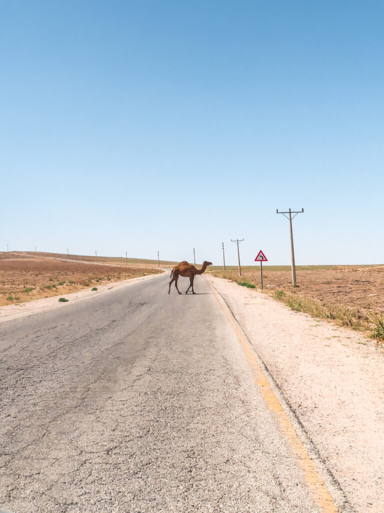 Een vastgebonden kameel steekt de weg over op het platteland van Jordanië