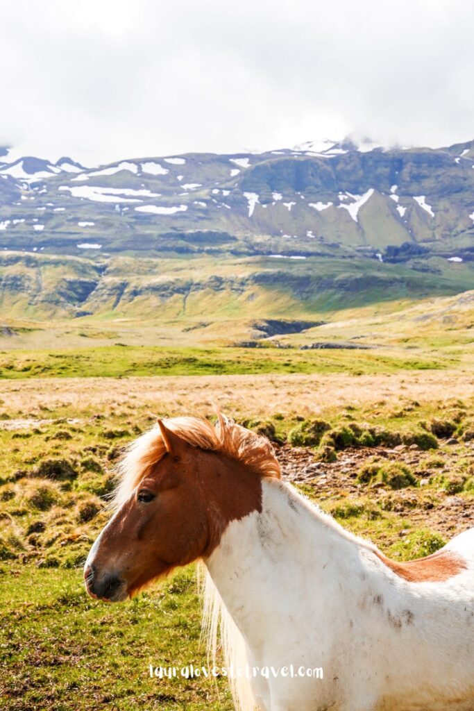 IJslands paard in de zon met op de achtergrond besneeuwde bergen