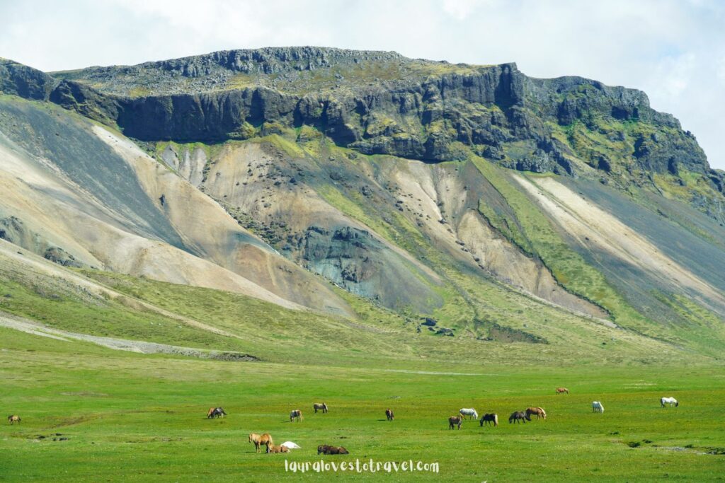 IJslandse paarden in het gras voor een hoog gebergte