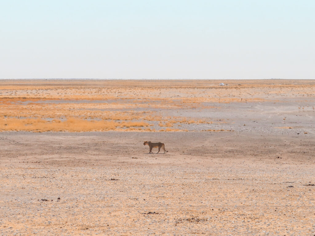 Een leeuwin is op jacht in Namibië