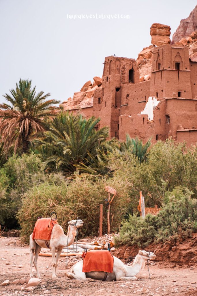 Gezadelde kamelen voor het plaatsje Aït Ben Haddou