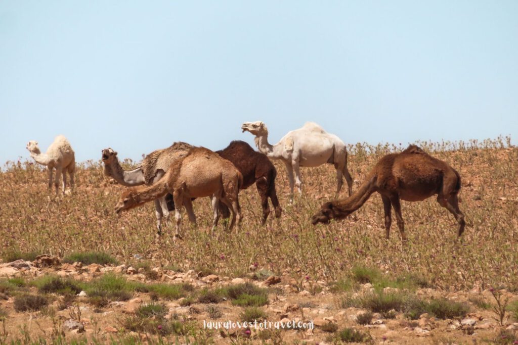Wilde kamelen op het platteland van Jordanië