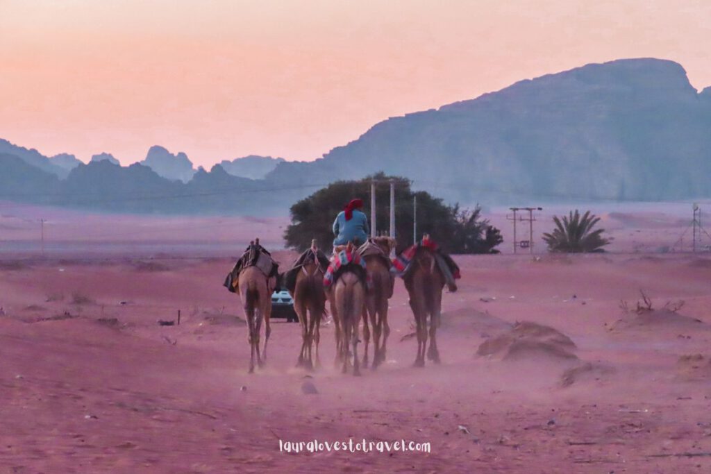 Een kamelentrainer aan het werk in de Wadi Rum woestijn, Jordanië