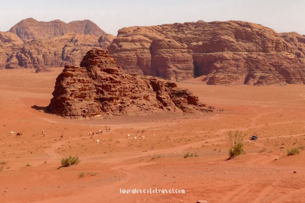 Wilde kamelen in de Wadi Rum woestijn, Jordanié
