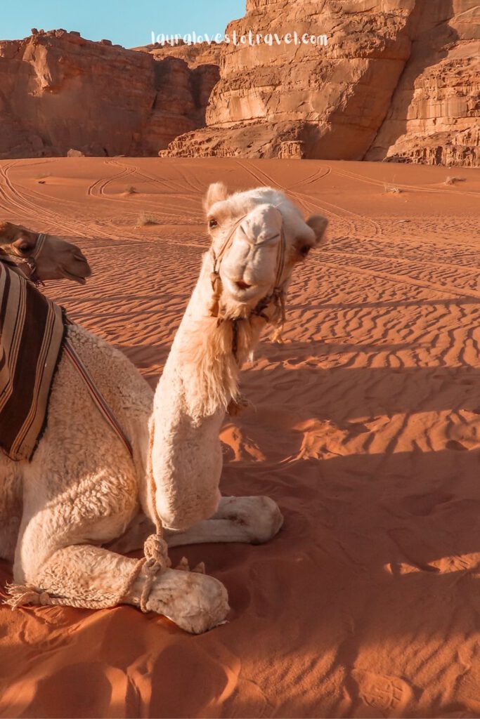 Vastgeketende kameel in Jordanië