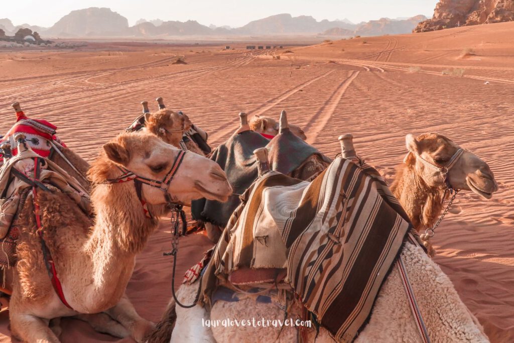 Kamelen liggen te wachten op hun volgende rit in Jordanië