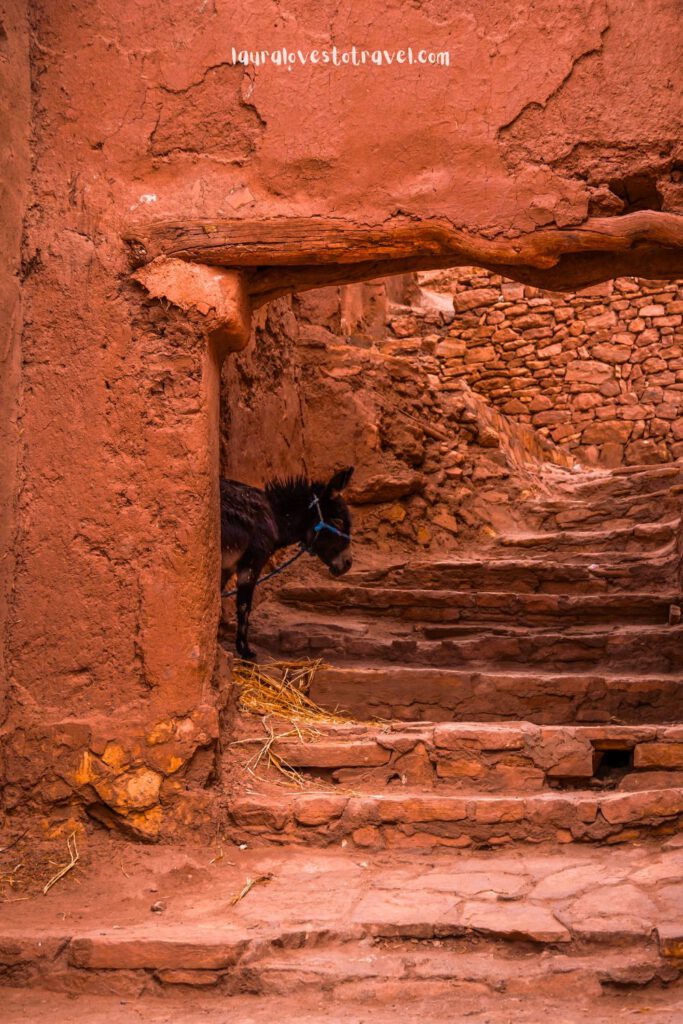 Een ezel in een steegje in Aït ben Haddou