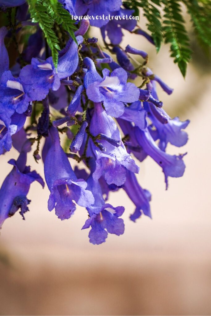 Eindeloos veel bloemen in het Bahia paleis in Marrakesh