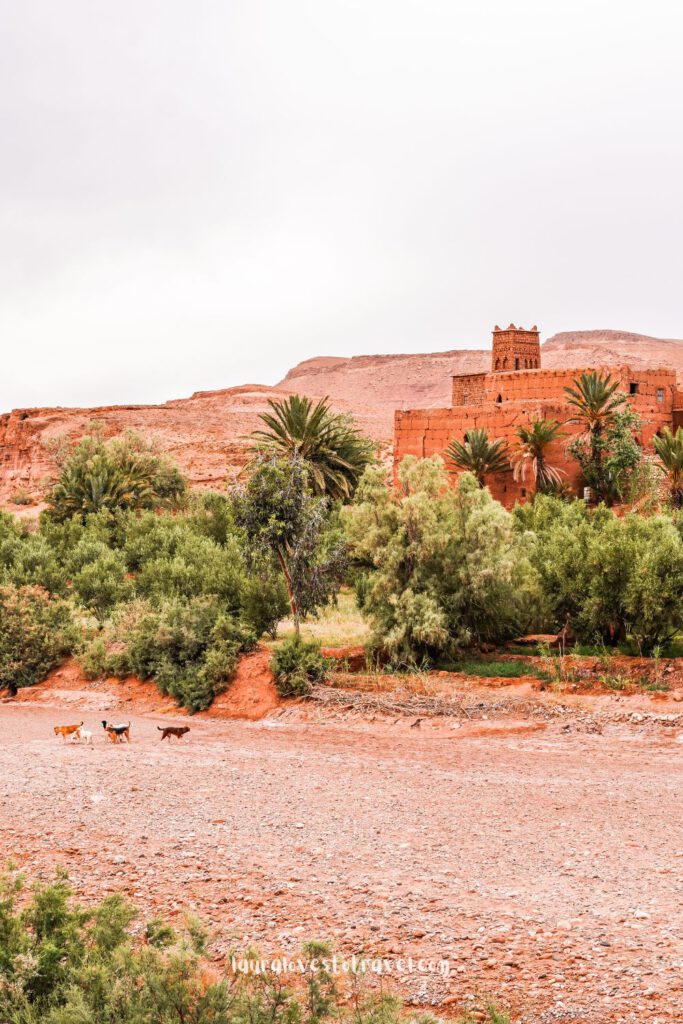 In de vroege ochtend is Aït Ben Haddou op een paar spelende honden na, compleet verlaten