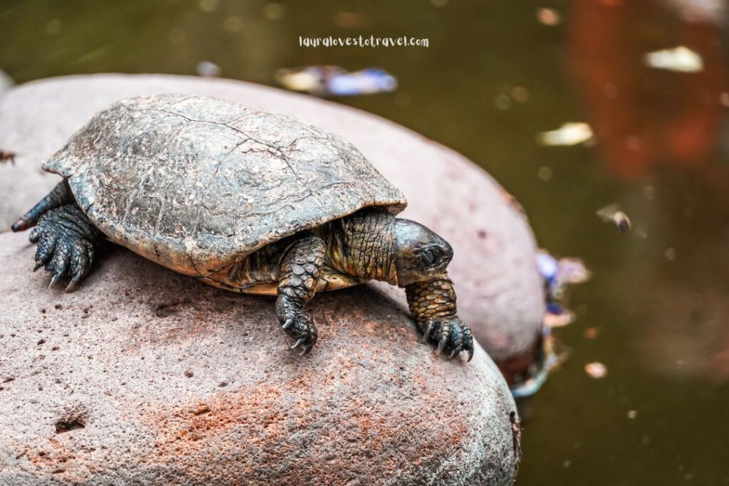 Een schildpad zit op een steen in  Jardin Secret in Marrakesh, Marokko