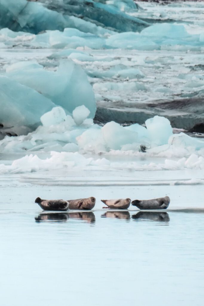 Wilde zeehonden in IJsland