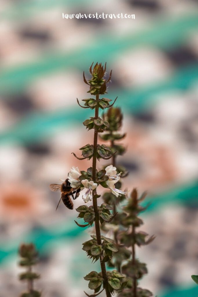 Een bij zit op een bloem bij de Saadische graven in Marrakesh