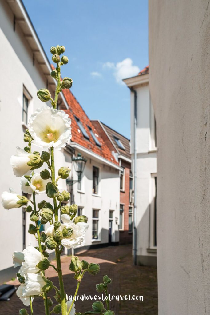 Lentebloemen in Kampen