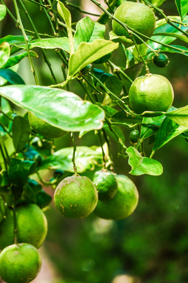 Lemon tree in Morocco