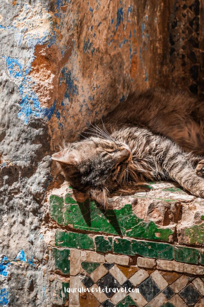 A sleeping cat in the streets of Fez