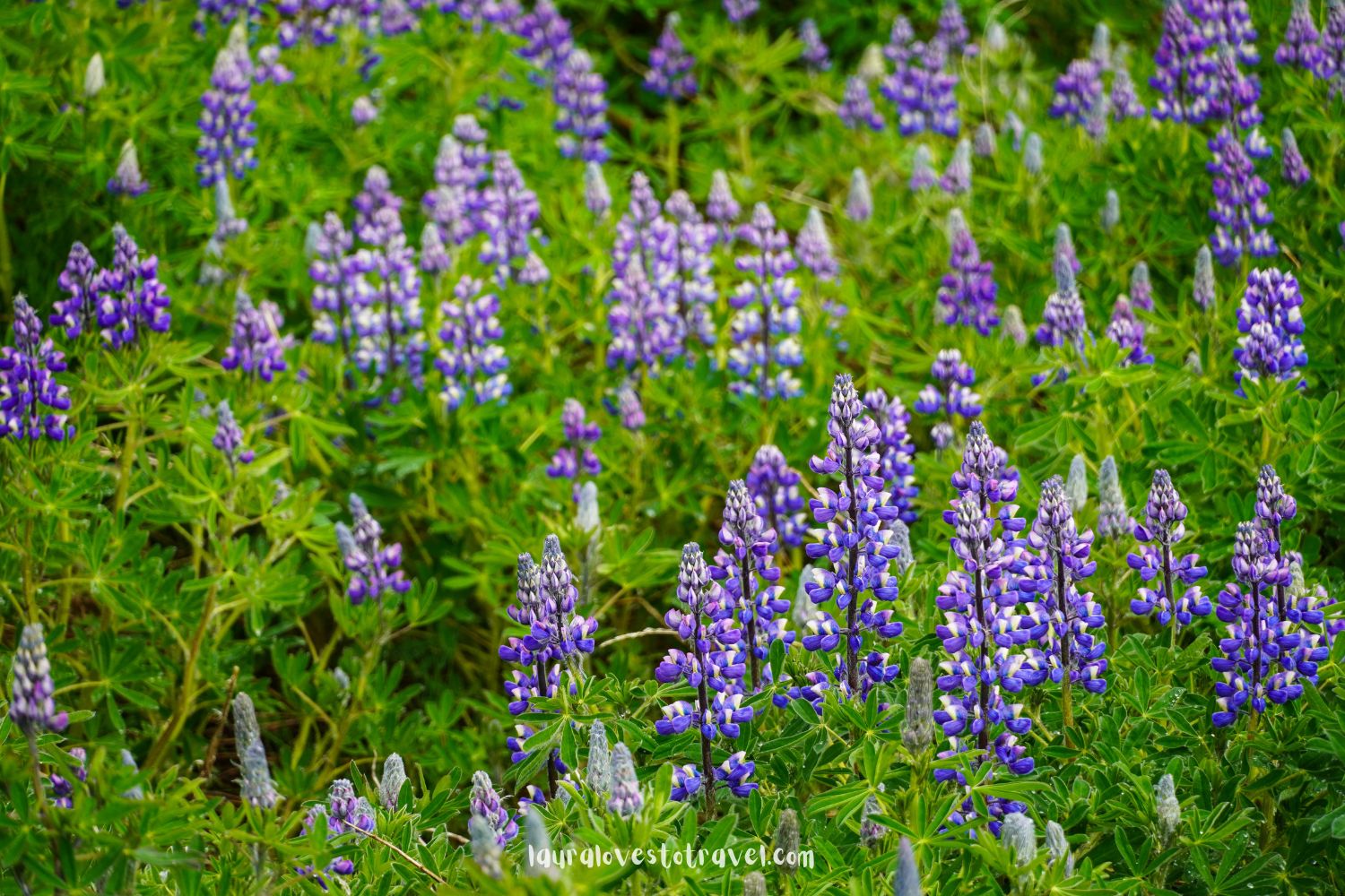 Lupines in juni in IJsland