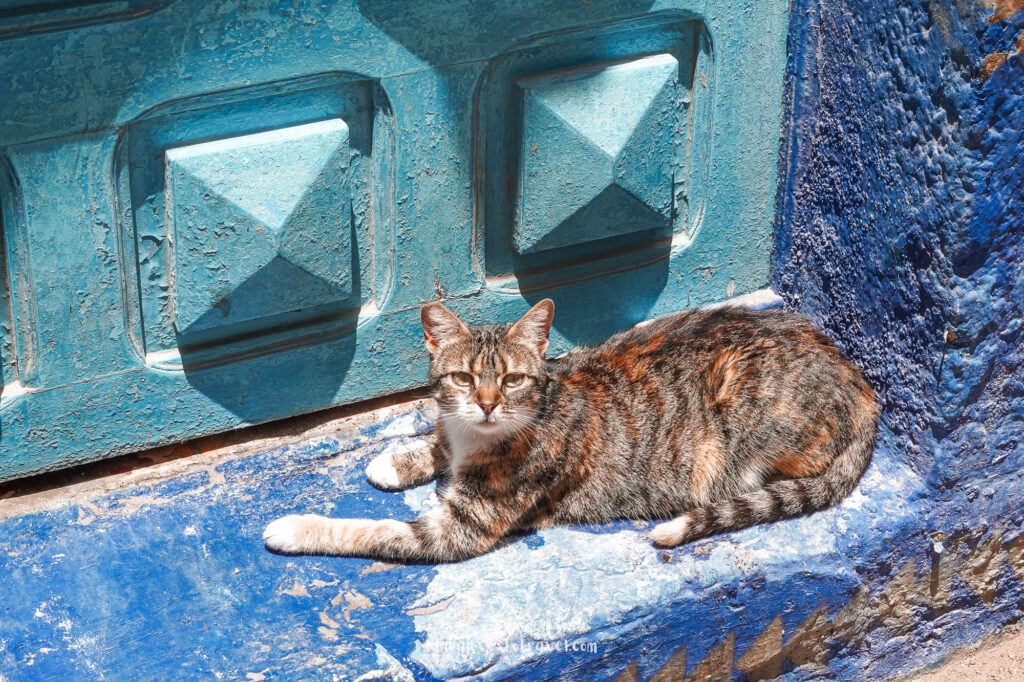 Kat in een straatje in Essaouira