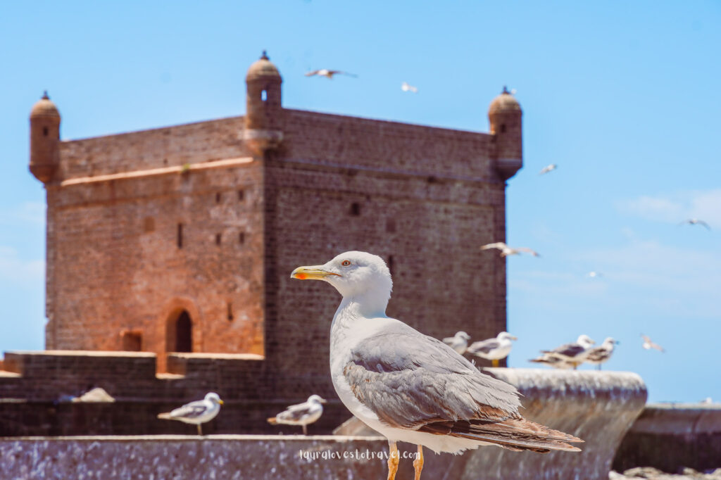 Skala du port in Essaouira