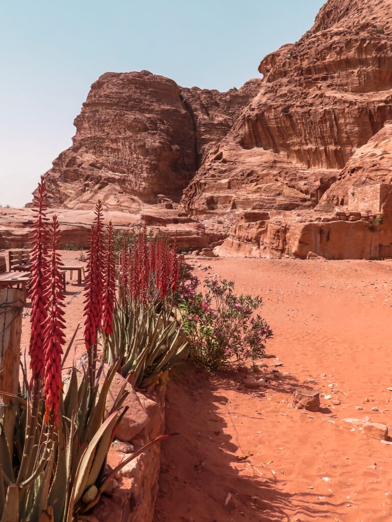 Want to enjoy flowers in bloom? Then Spring is the best time to visit Petra!