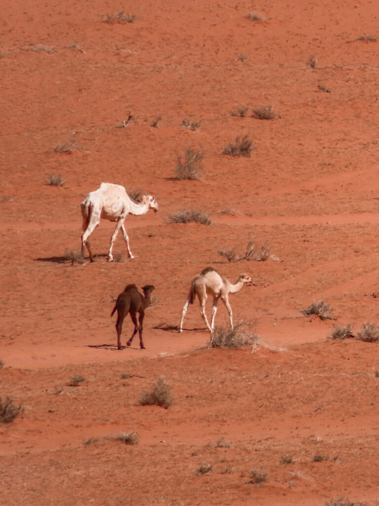 Camels in the Wadi Rum Desert