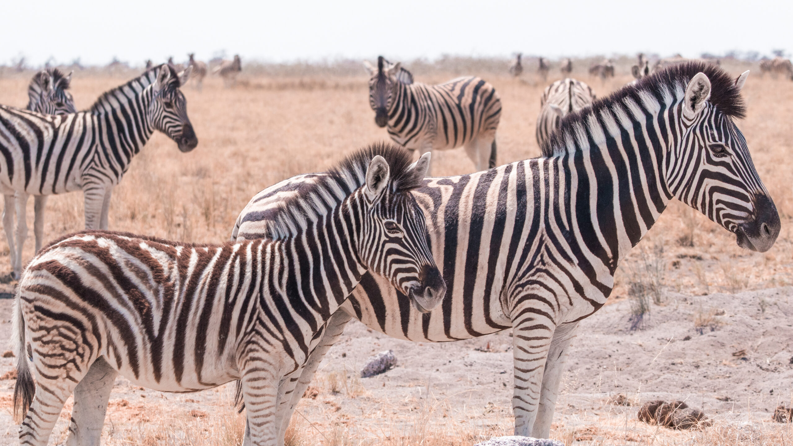 A dazzle of zebras in Etosha NP, Namibia, Africa