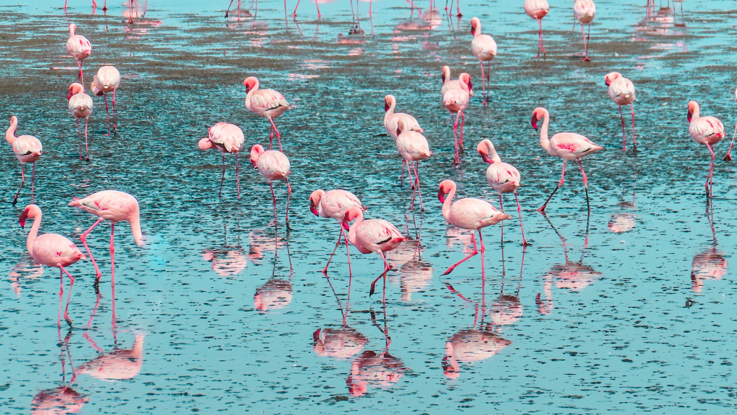 Flamingos in Namibia