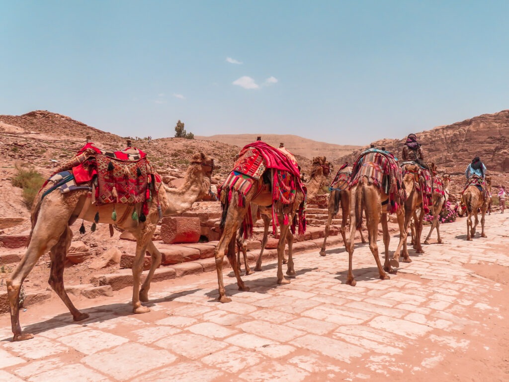 Camels with heavy decorations and saddles in Petra, Jordan