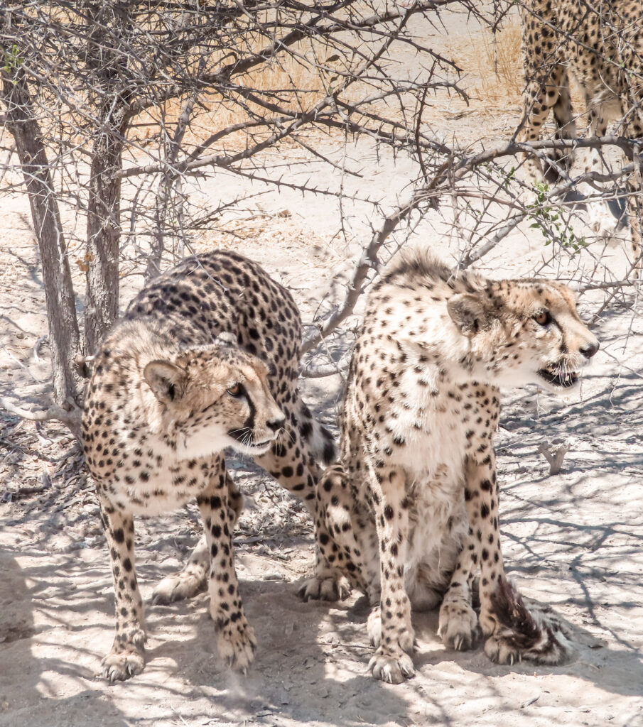 Cheetahs at Etosha National Park, Namibia