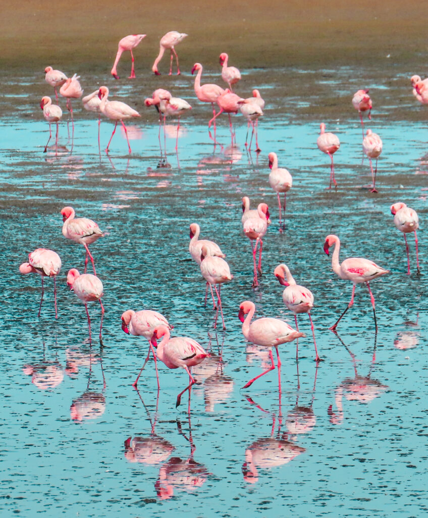 Flamingo's at Walvis Bay, Namibia