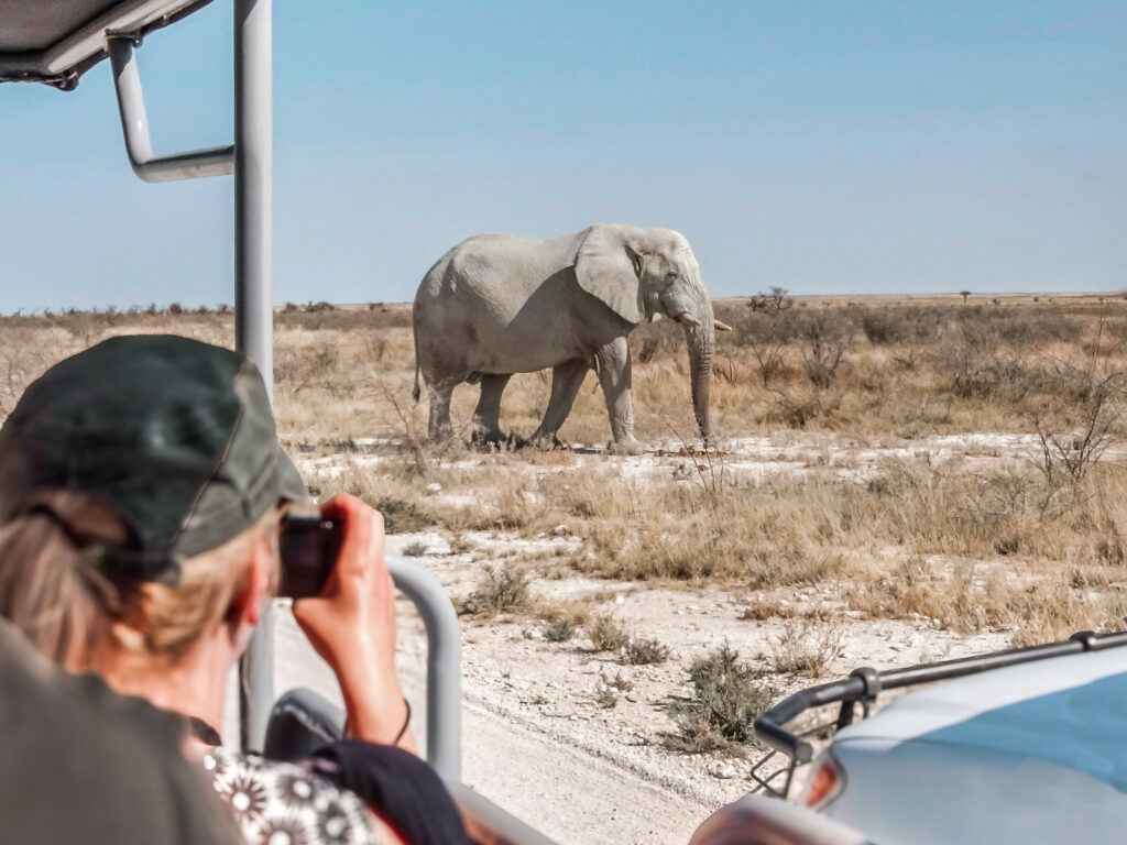 An elephant sighting in Etosha National Park