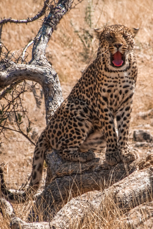How To Plan A Safari: The Most Amazing Experience