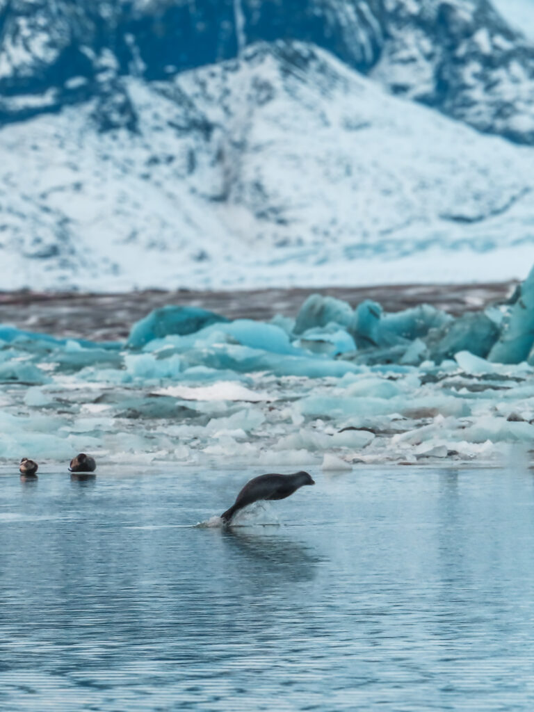 A wild seal diving in Iceland