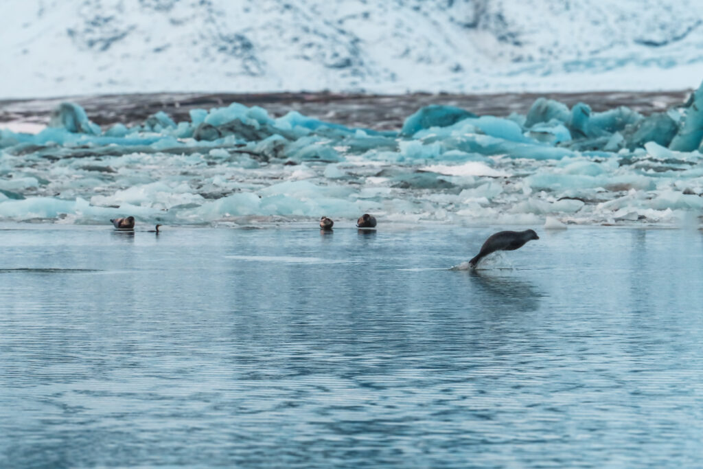 Seals in Iceland