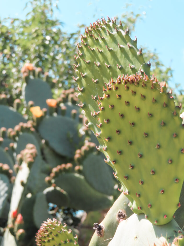 Cacti at the coastline of Taormina