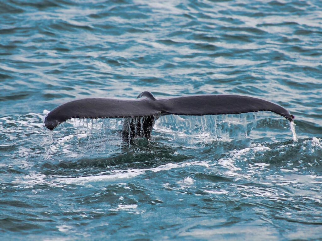 Spot animals in Iceland - A whale tale making waves in the ocean