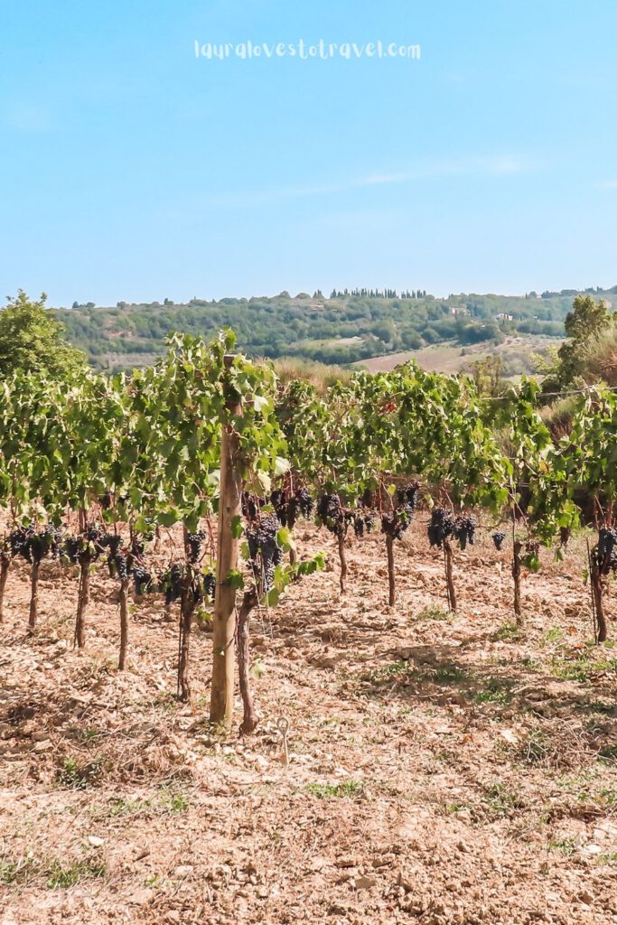 Big bunches of grapes at a vineyard in Val D'Orcia, Tuscany, Italy