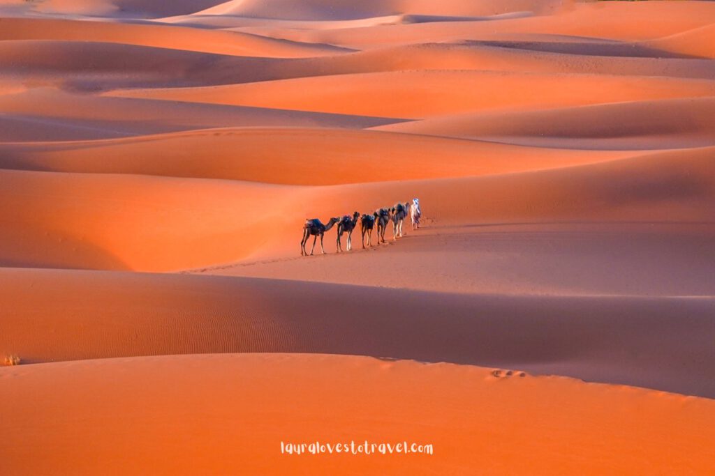 Camels in the Sahara Desert, Morocco