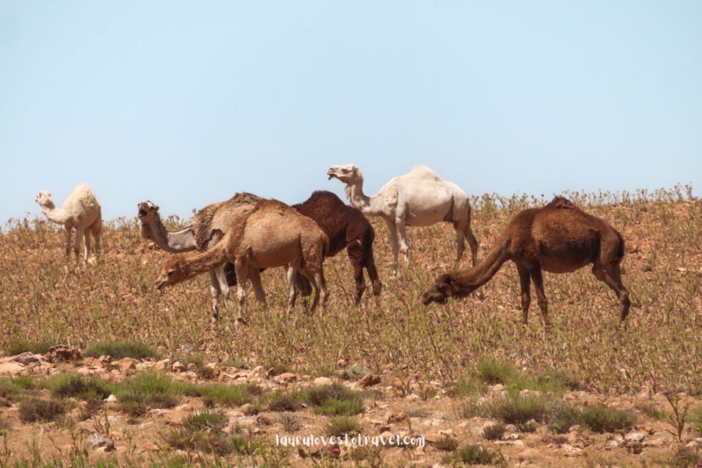 Free roaming camels in Jordan