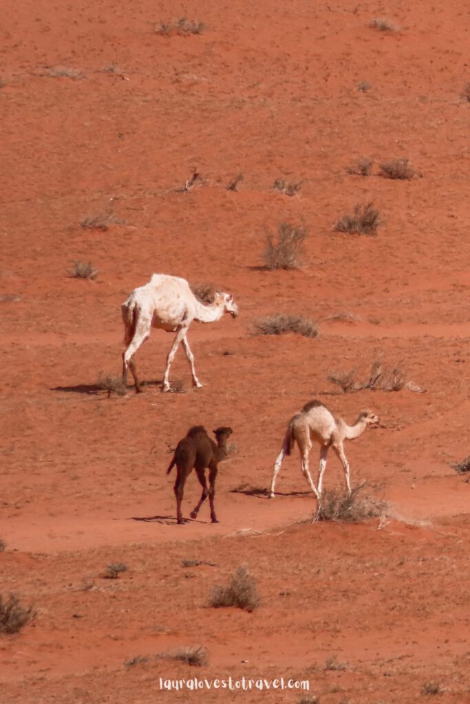 Young camels in the Wadi Rum desert, Jordan