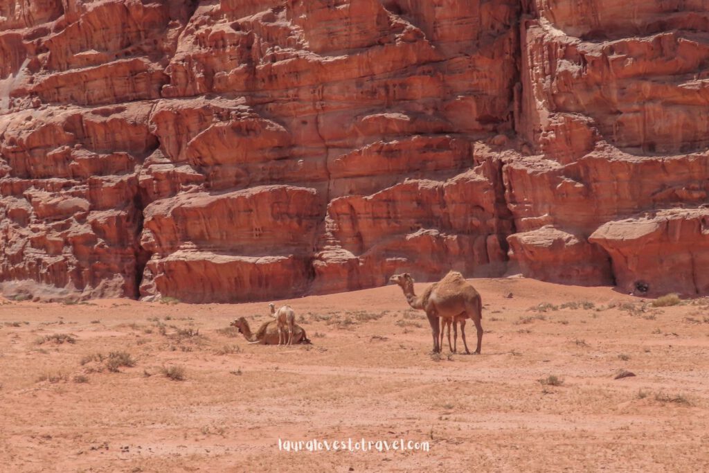 Camels and their young, free roaming in the Wadi Rum Desert, Jordan