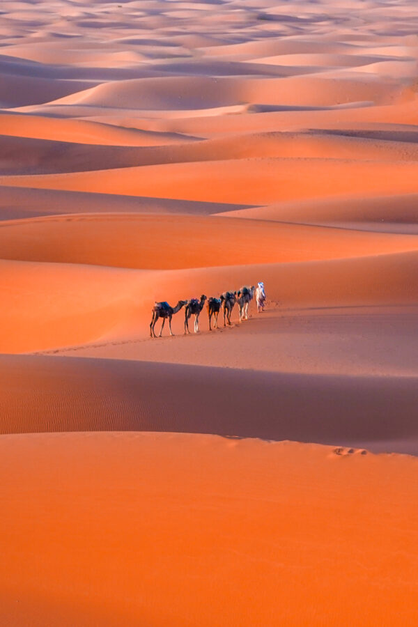 Camel rides in the Sahara desert, Morocco