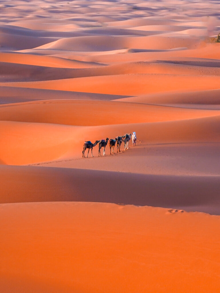 Camel rides in the Sahara desert, Morocco