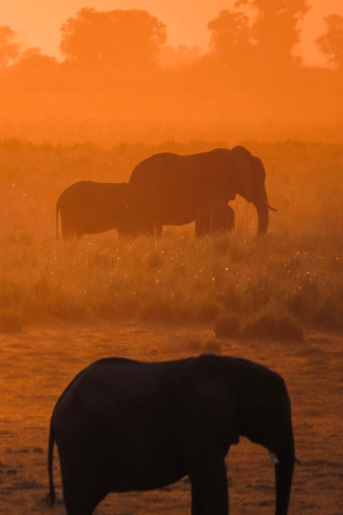 Elephants in South Africa