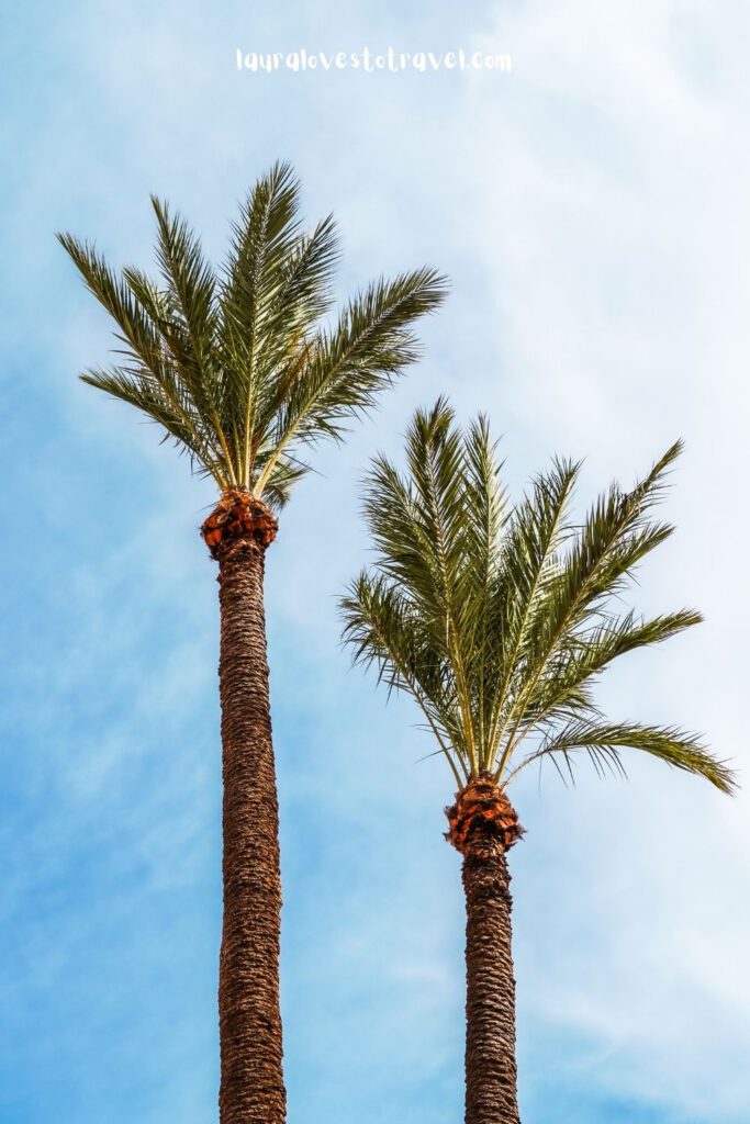 Palm trees in Marrakech
