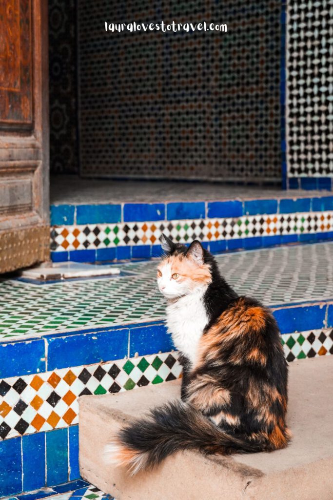 Cat inside the Bahia Palace