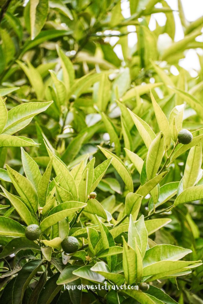 A lemon tree in the Mellah