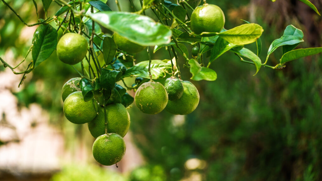 A tree full of lemons in Rabat, Morocco