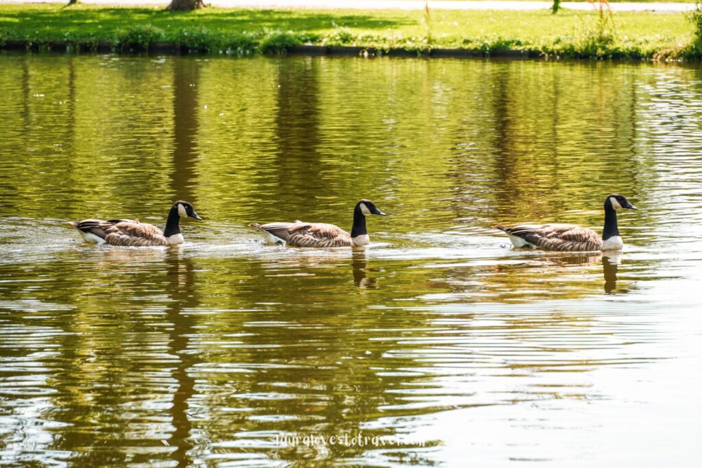 Kampen is surrounded by waterways, so you might be able to spot some beautiful birds